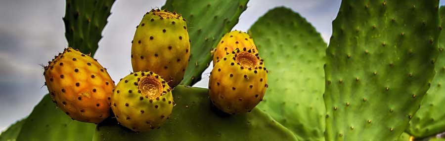 figues de barbarie